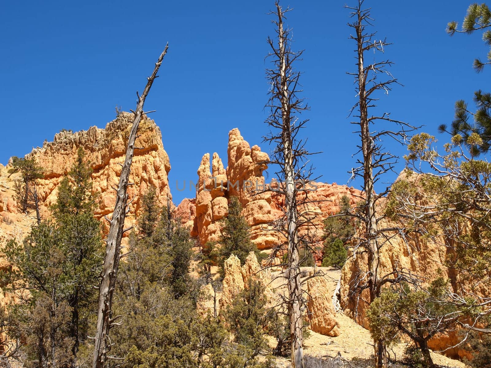 The Bryce Canyon National Park, Utah, United States
