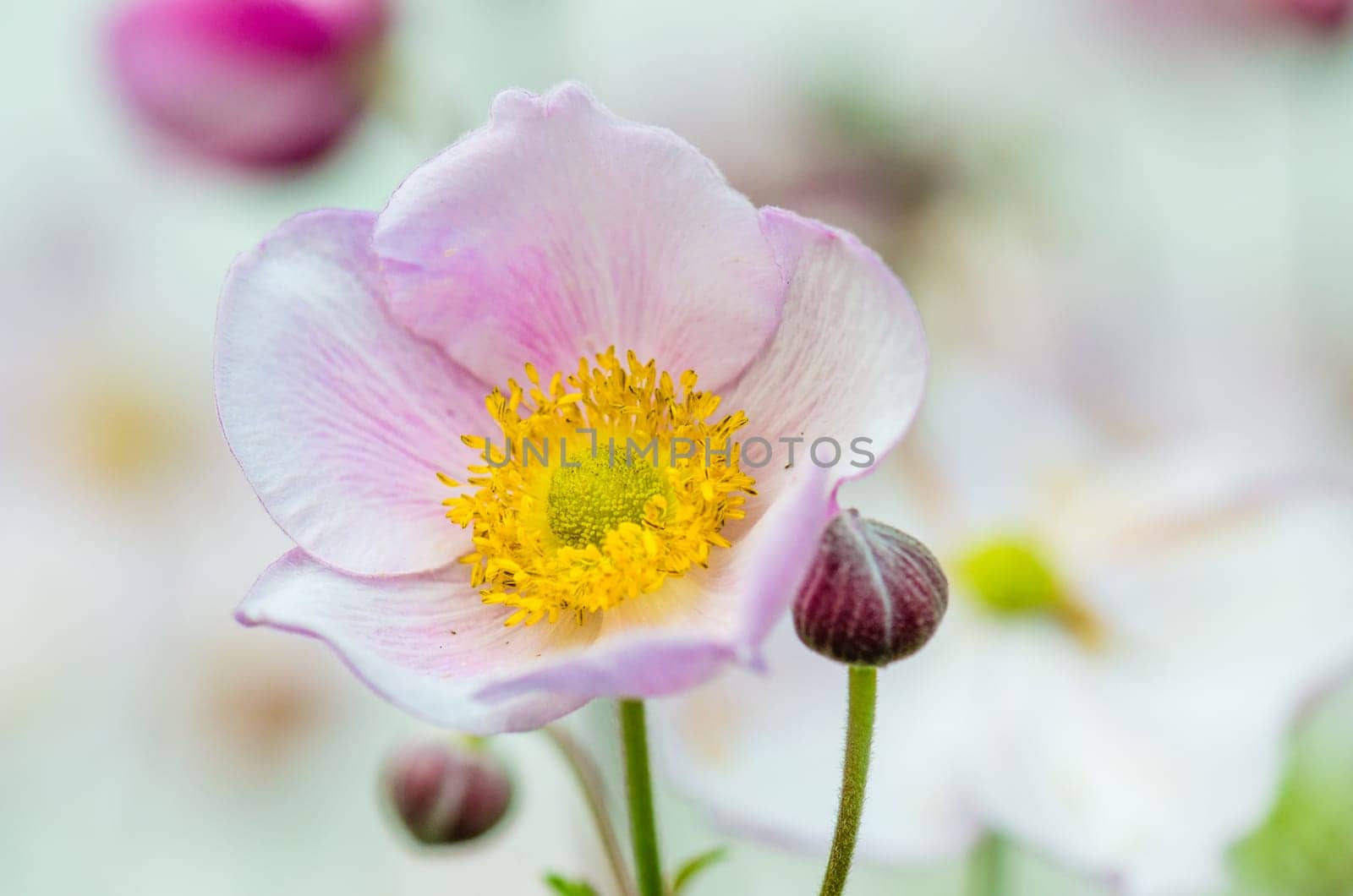 Pale pink flower Japanese anemone, close-up