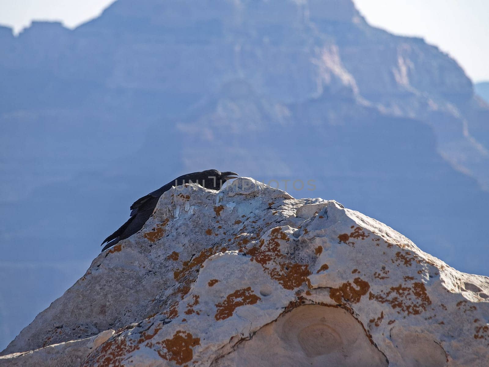 The Grand Canyon. Views of the canyon, the landscape and nature.
