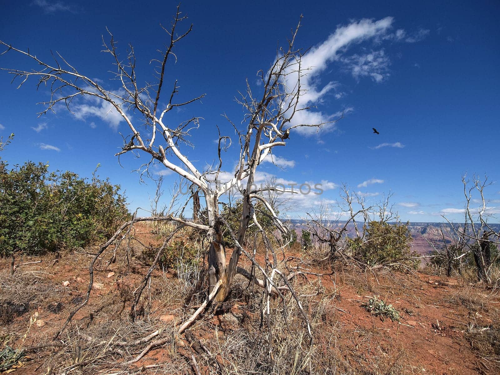 The Grand Canyon. Views of the canyon, the landscape and nature.