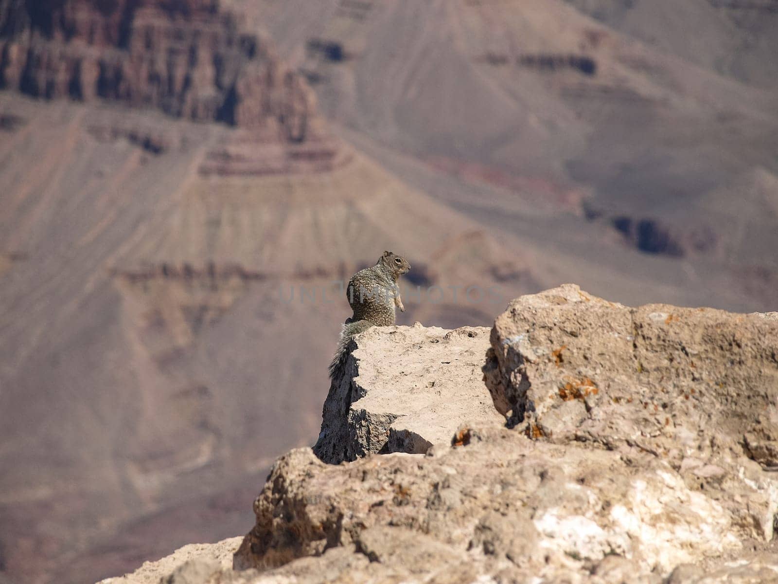 The Grand Canyon. Views of the canyon, the landscape and nature.