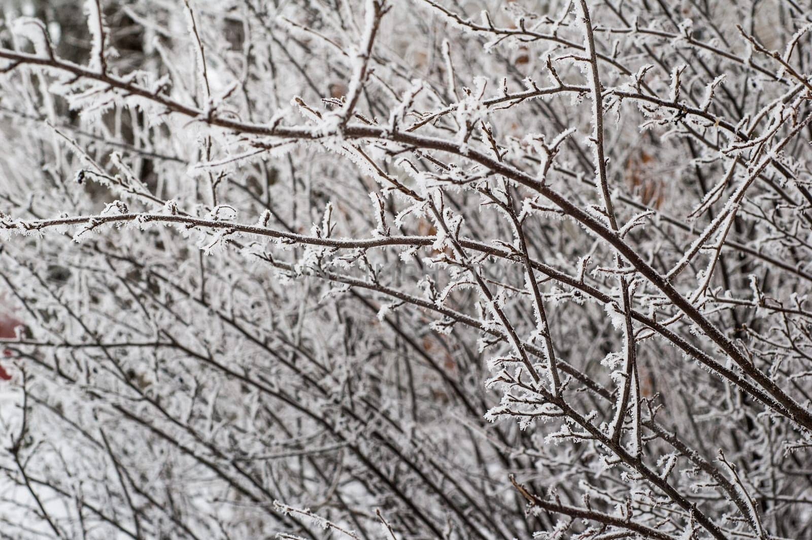 The fog in the winter, the trees covered with hoarfrost