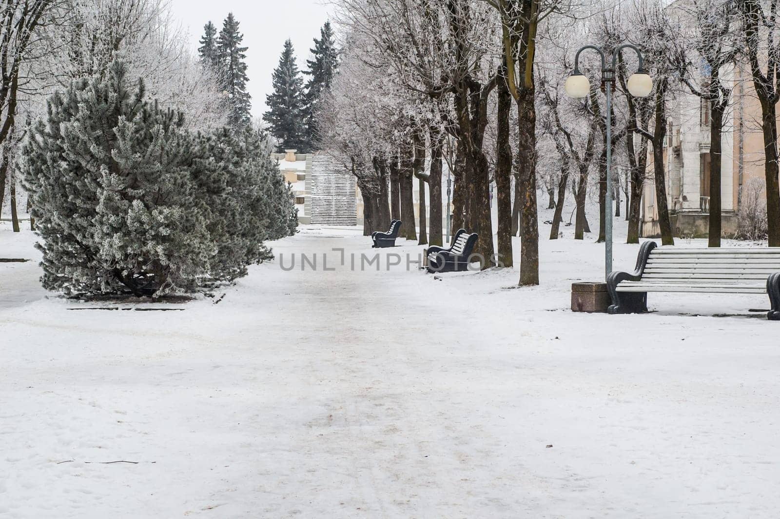City park in the winter, the trees covered with hoarfrost