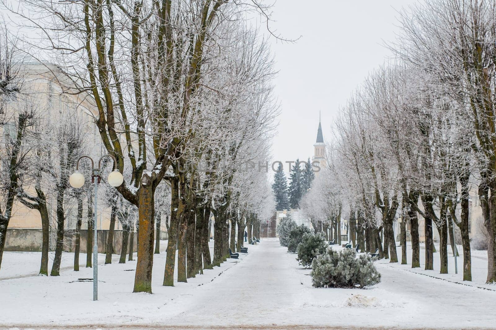 City park in the winter, the trees covered with hoarfrost