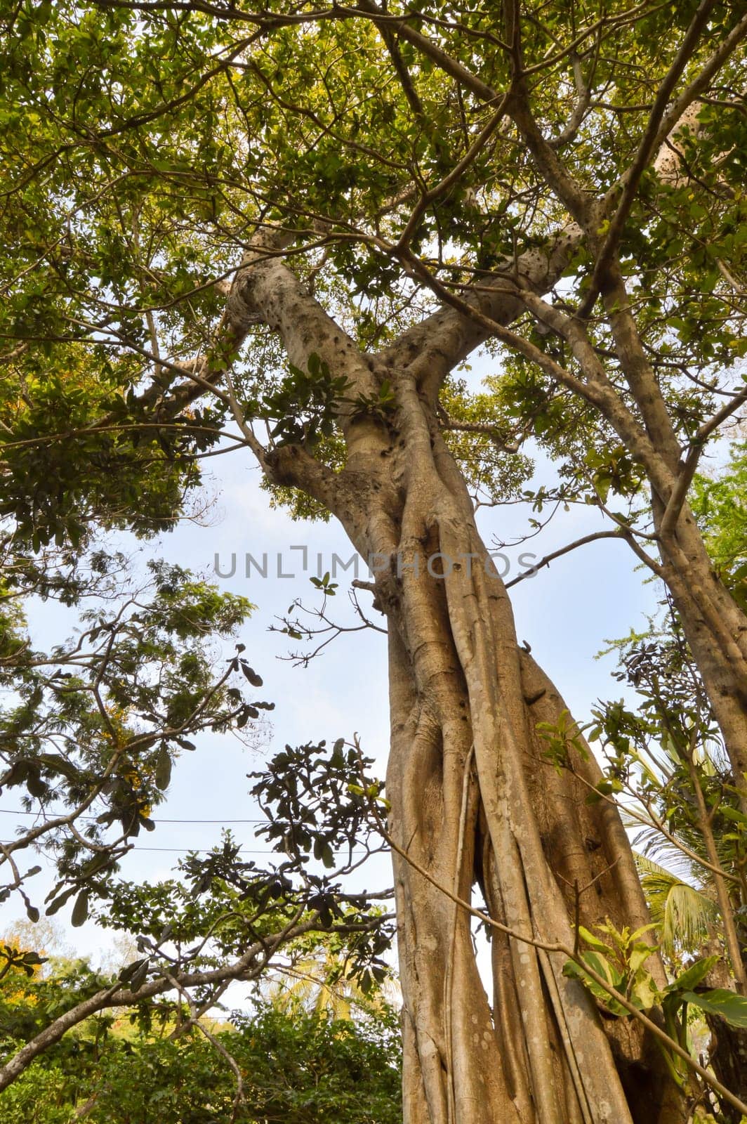 Trunk of a choke fig in an animal park in Kenya, Africa