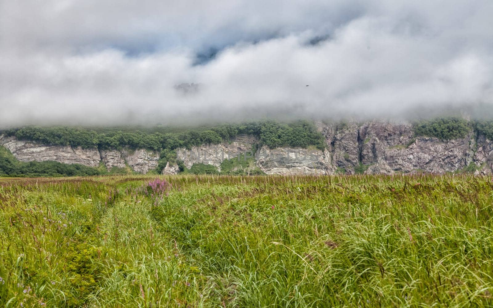 Flora of Kamchatka. Forests and fields. Nature of Kamchatka. Landscapes and magnificent views of the Kamchatka Peninsula.