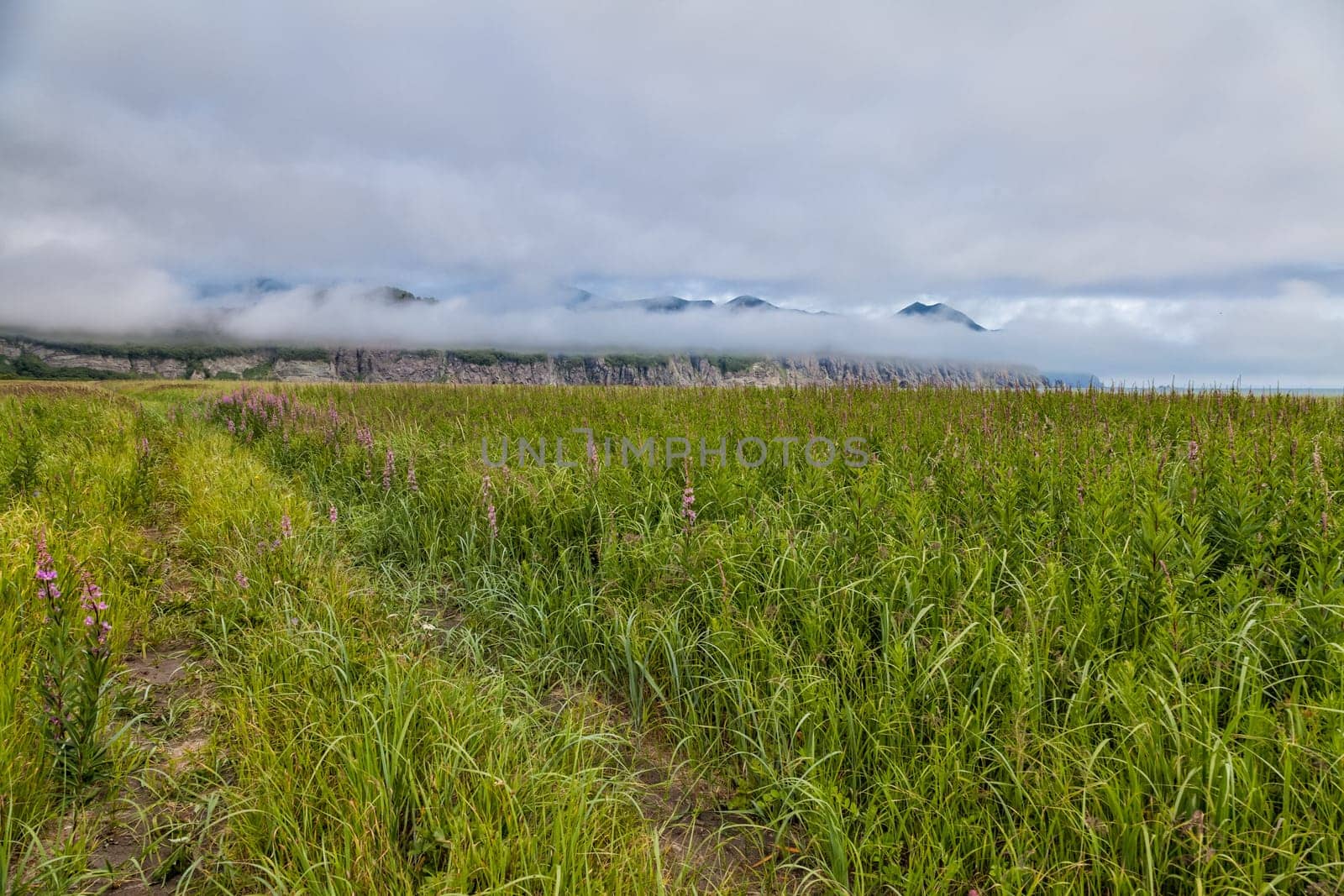 Flora of Kamchatka. Forests and fields. Nature of Kamchatka. Landscapes and magnificent views of the Kamchatka Peninsula.