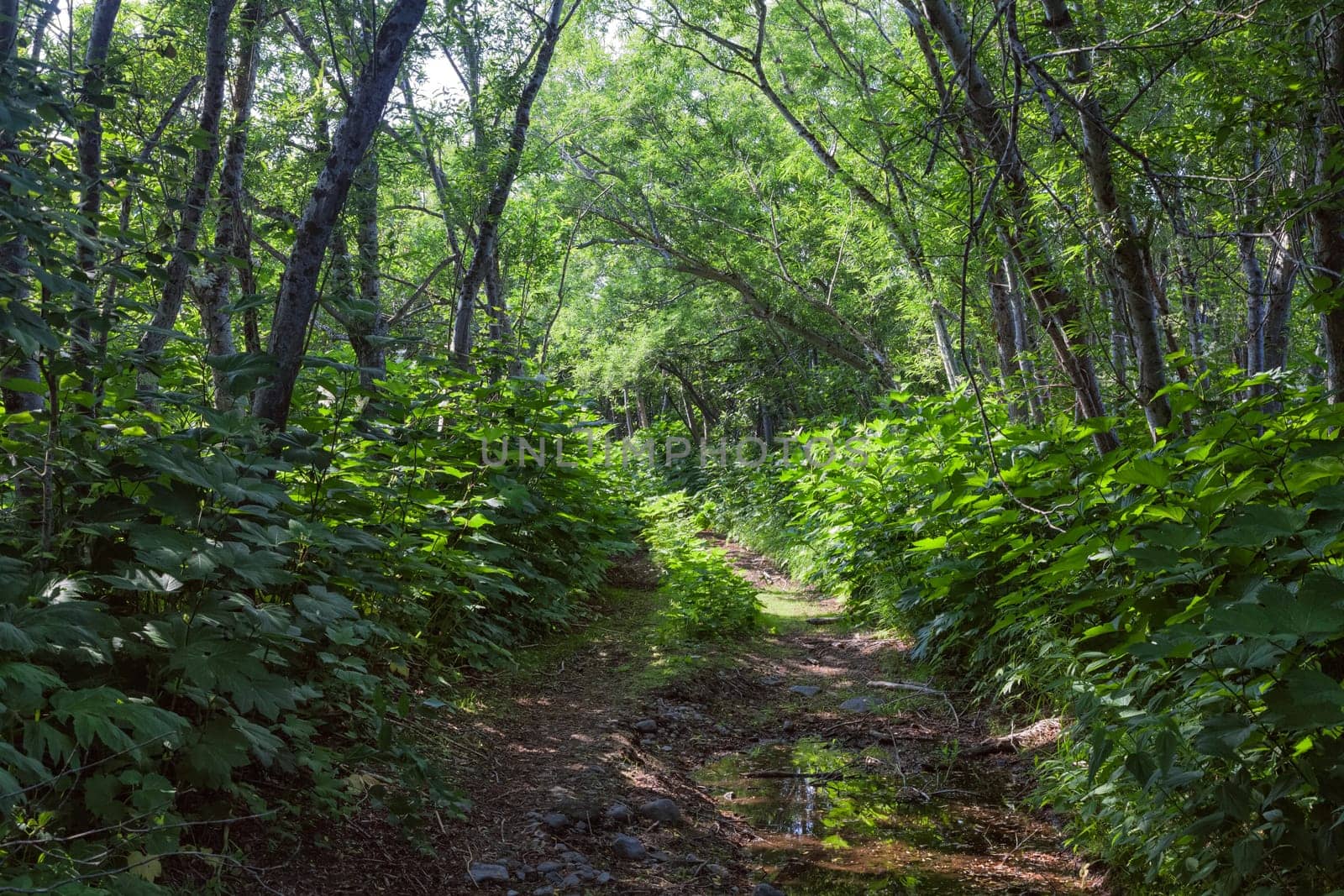 Flora of Kamchatka. Forests and fields. Nature of Kamchatka. Landscapes and magnificent views of the Kamchatka Peninsula.