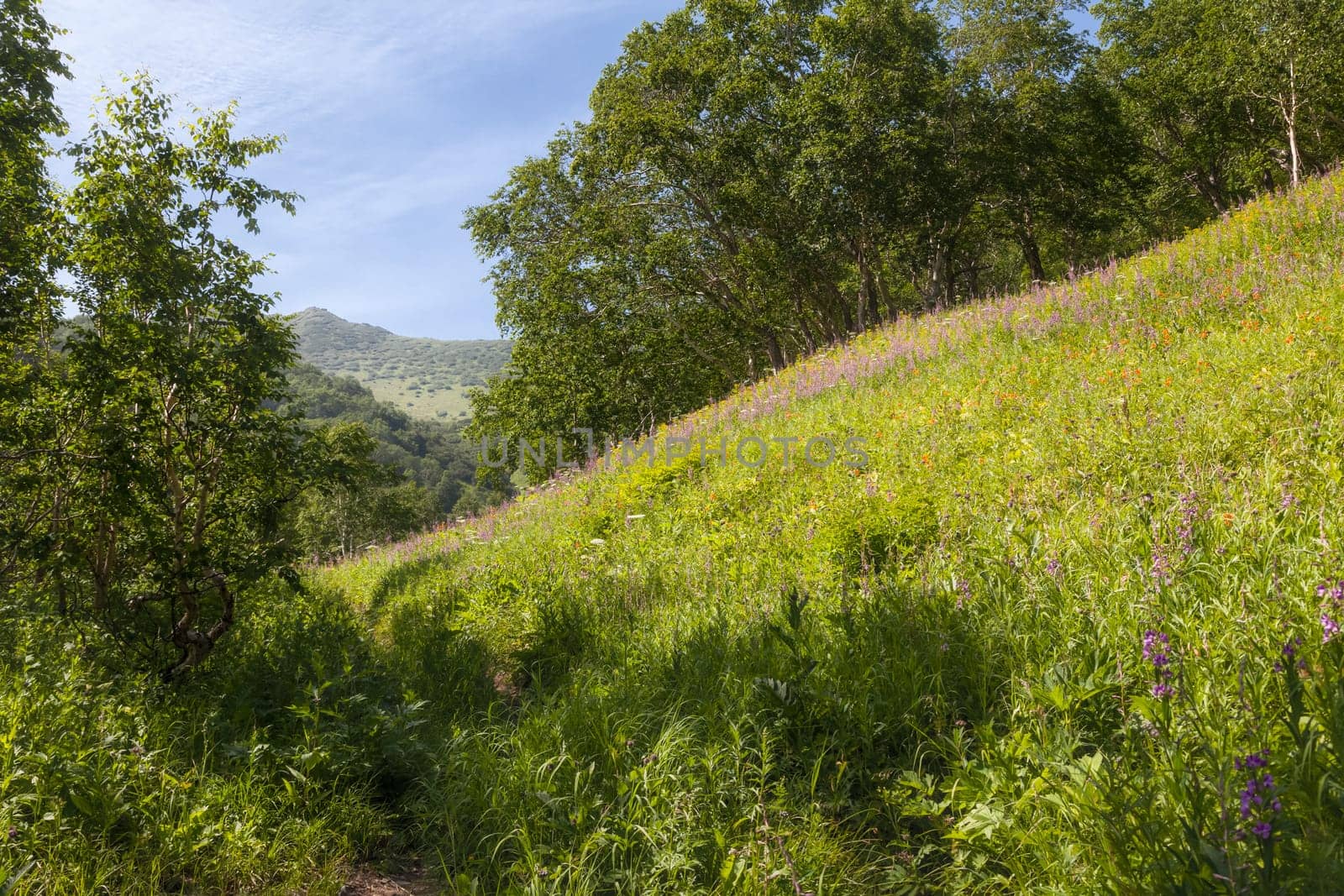 Flora of Kamchatka. Forests and fields. Nature of Kamchatka. Landscapes and magnificent views of the Kamchatka Peninsula.
