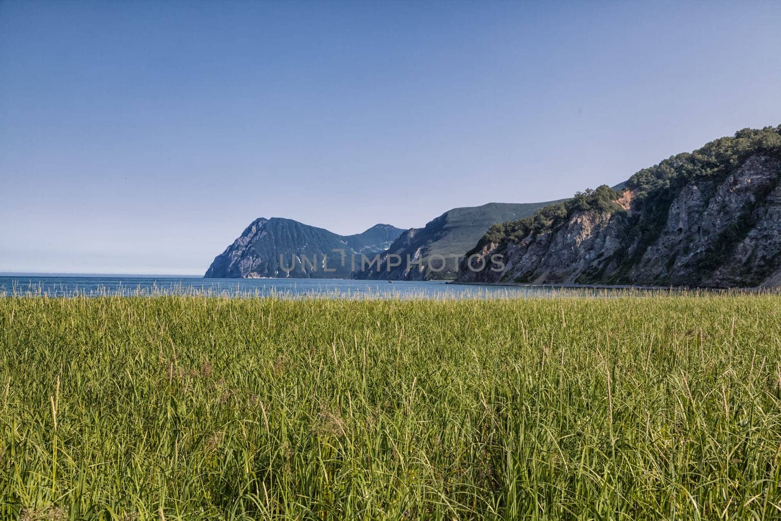Flora of Kamchatka. Forests and fields. Nature of Kamchatka. Landscapes and magnificent views of the Kamchatka Peninsula.