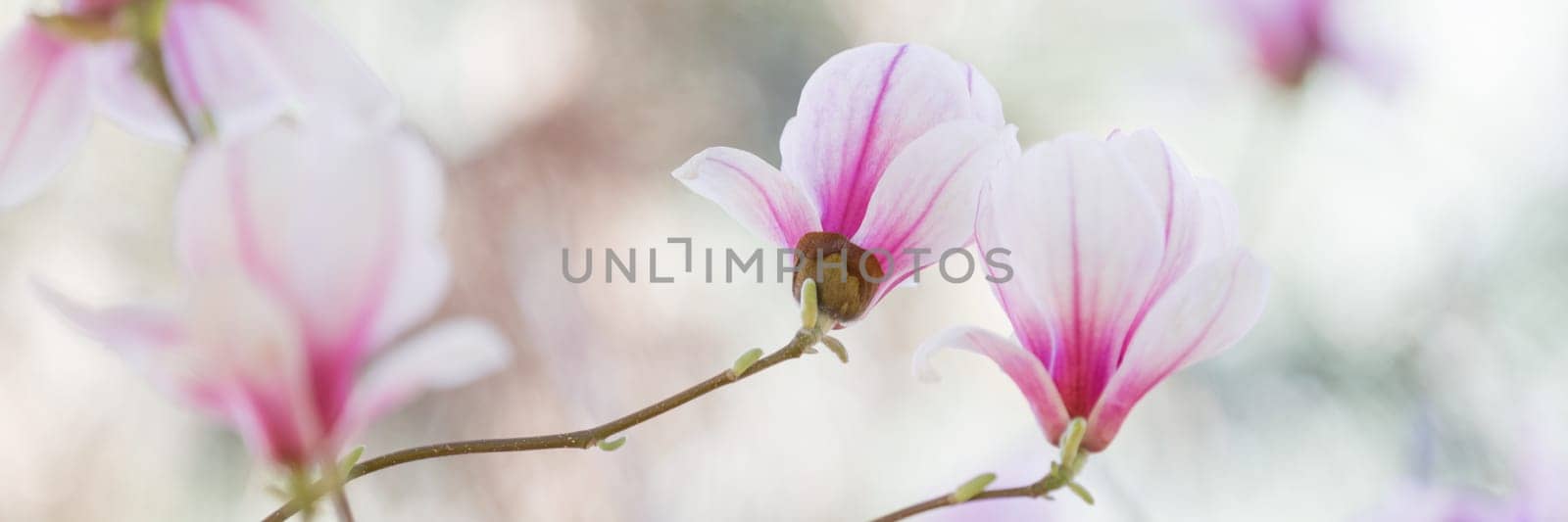 Magnolia flowers spring blossom