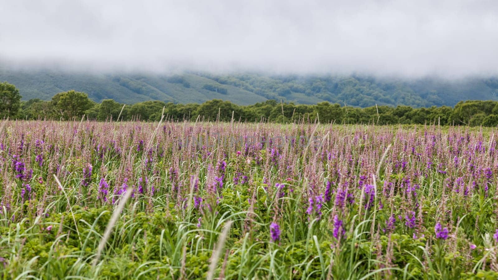 Flora of Kamchatka. Forests and fields. Nature of Kamchatka. Landscapes and magnificent views of the Kamchatka Peninsula.