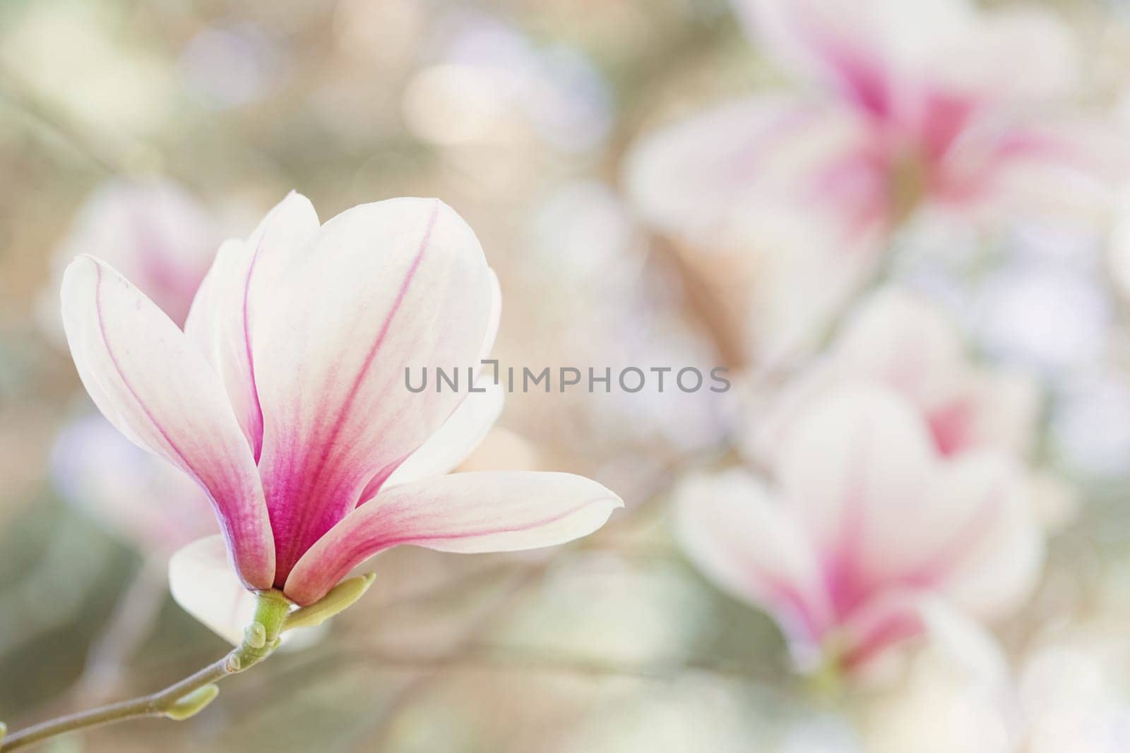 Magnolia flowers spring blossom