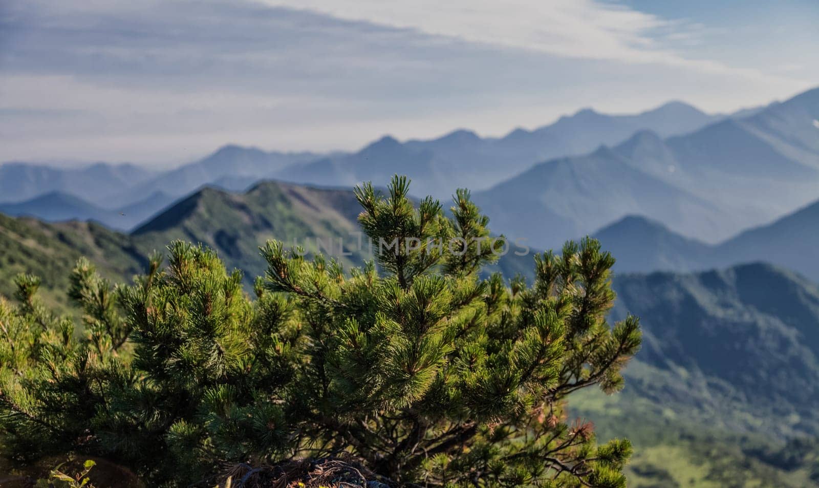Flora of Kamchatka. Forests and fields. Nature of Kamchatka. Landscapes and magnificent views of the Kamchatka Peninsula.