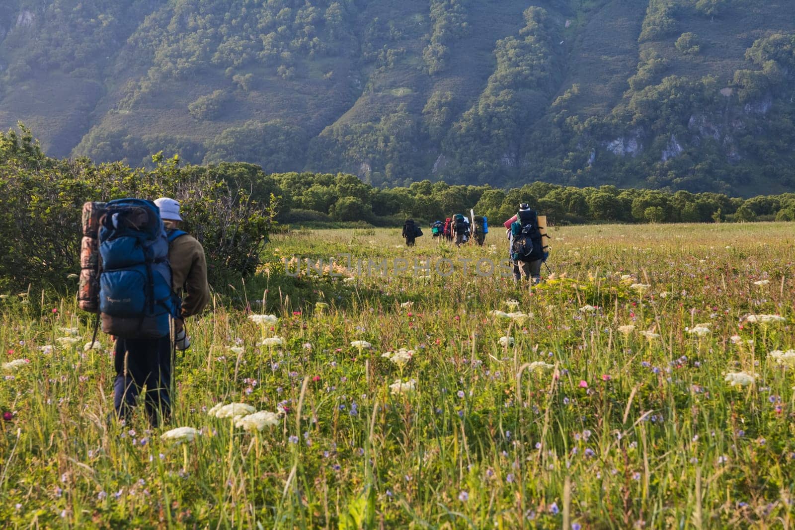 Flora of Kamchatka. Forests and fields. Nature of Kamchatka. Landscapes and magnificent views of the Kamchatka Peninsula.
