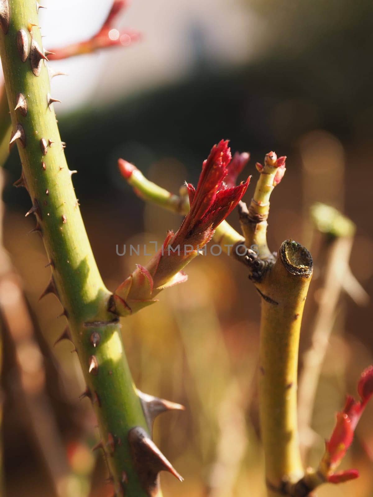 Close up of a growing rose, spring time is coming