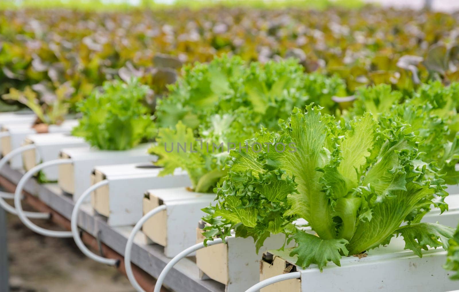 Hydroponic Fillie Iceburg leaf lettuce vegetables plantation in aquaponics system