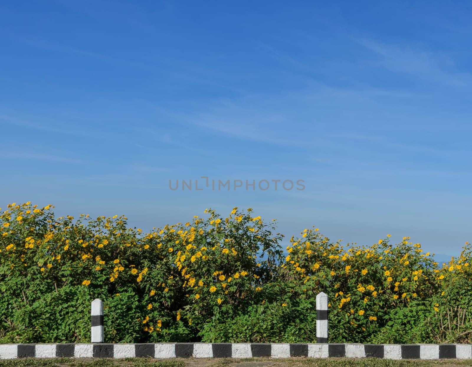 Beautiful wild Mexican sunflower mountain blooming with blue sky