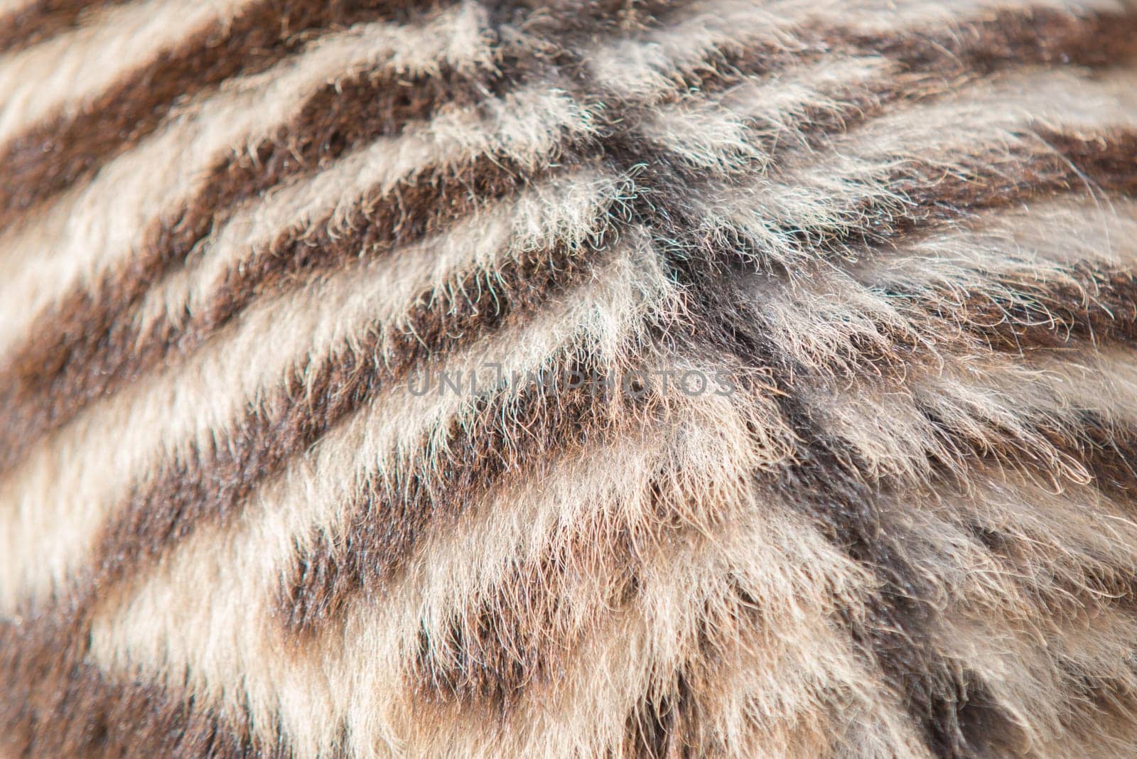close up on zebra fur