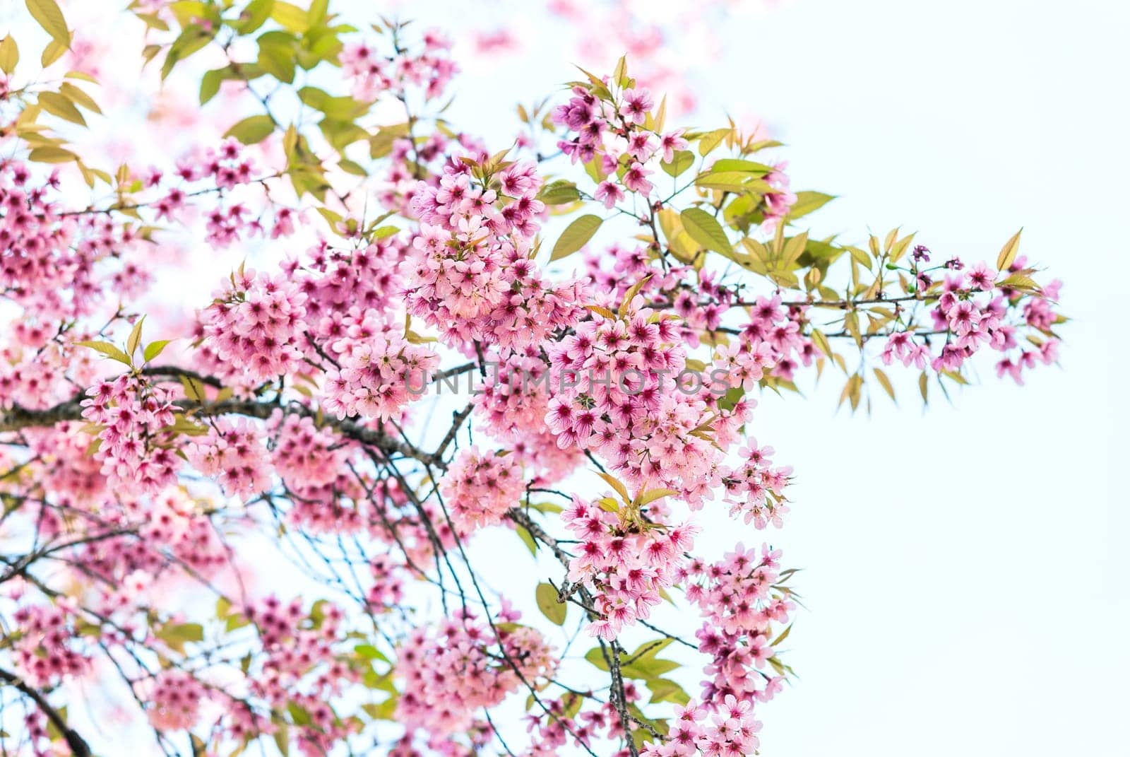 beautiful wild himalayan cherry flower (Prunus cerasoides).