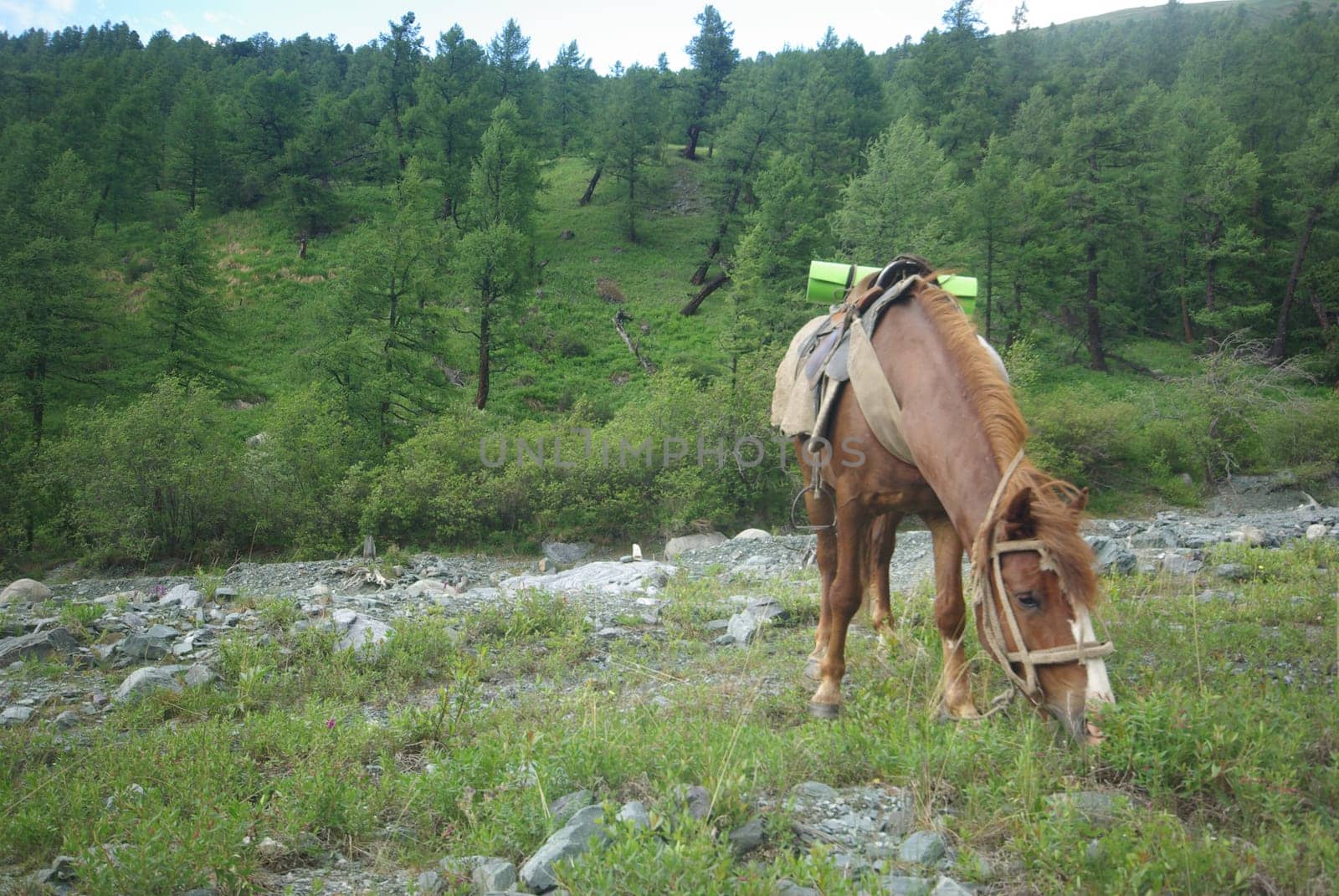 Horse among green grass in nature. Brown horse. Grazing horses in the village.