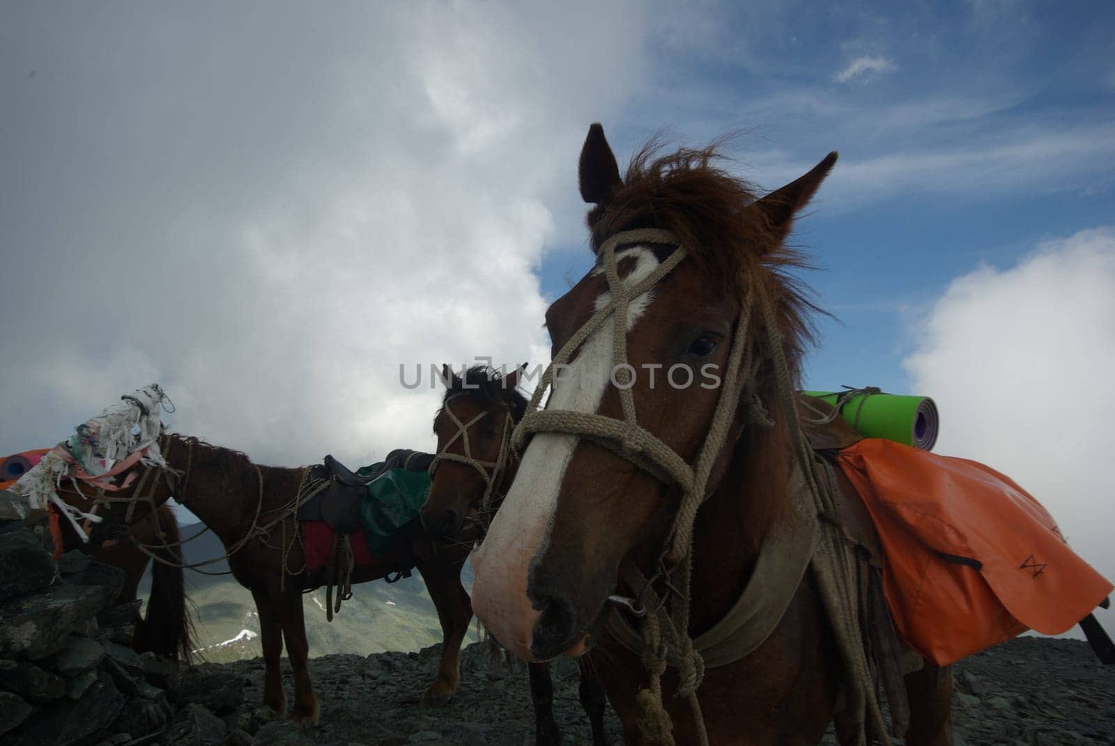 Horse among green grass in nature. Brown horse. Grazing horses in the village.