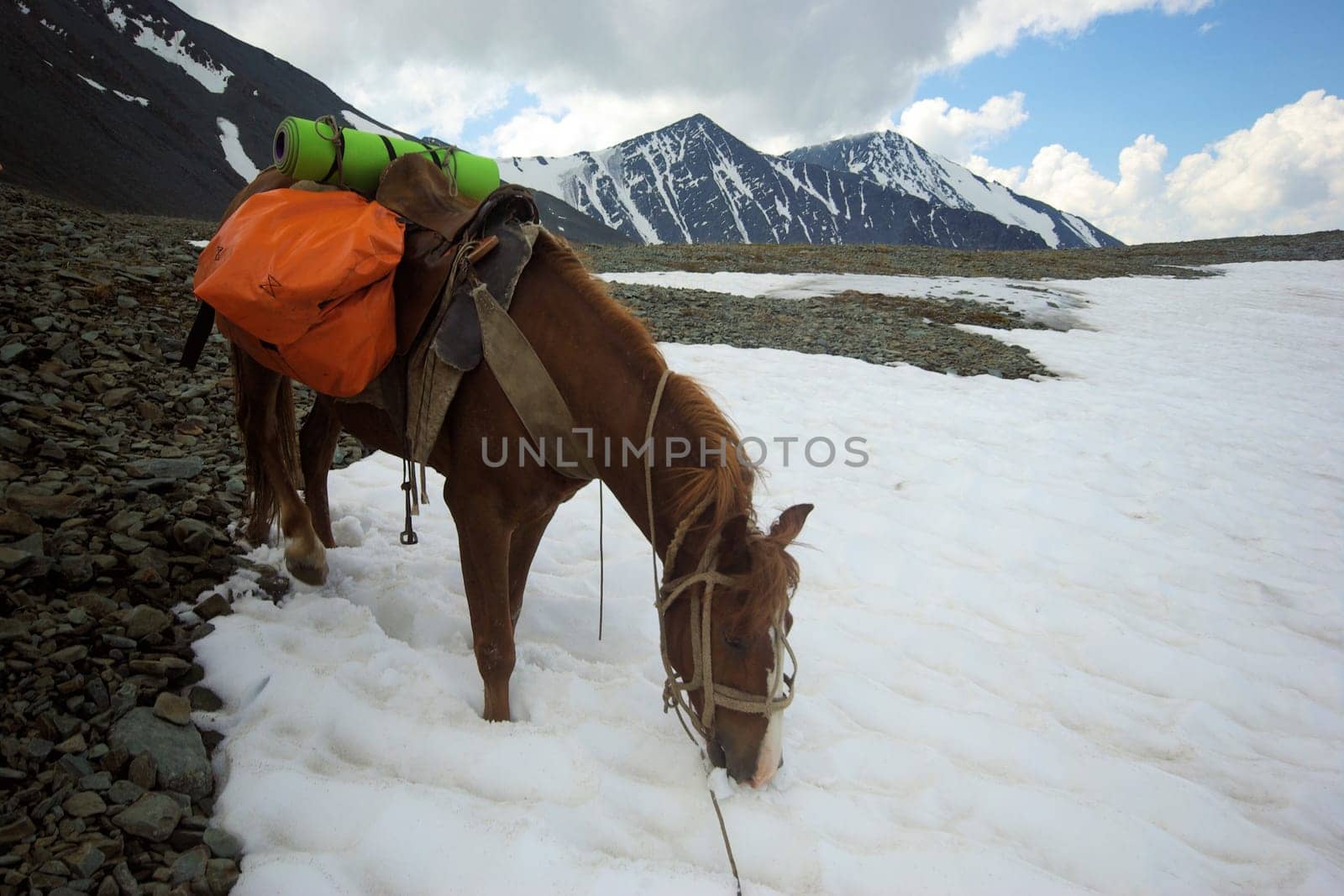 Horse among green grass in nature. Brown horse. Grazing horses in the village.