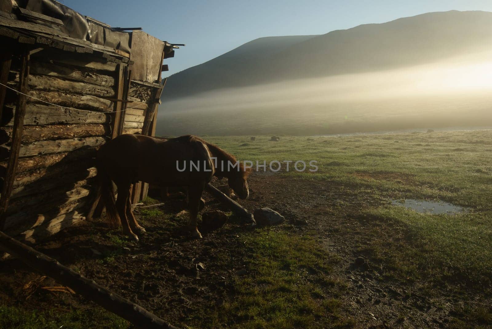Horse among green grass in nature. Brown horse. Grazing horses in the village.