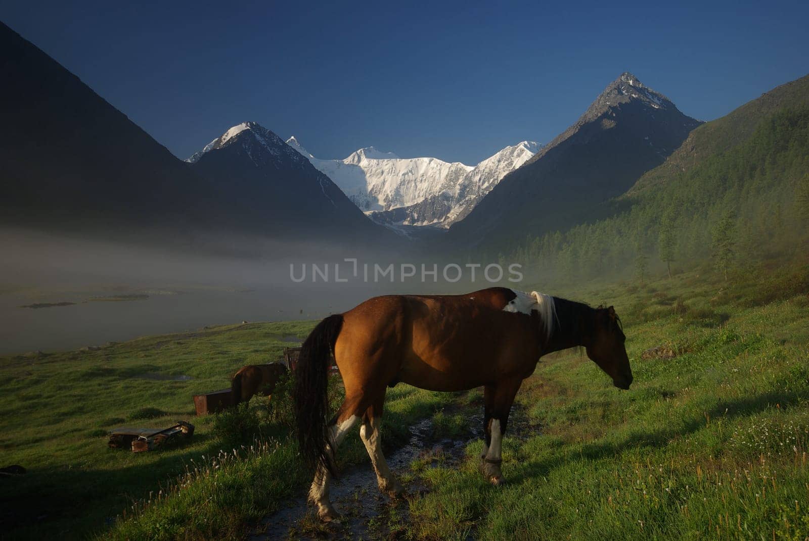 Horse among green grass in nature. Brown horse. Grazing horses in the village.