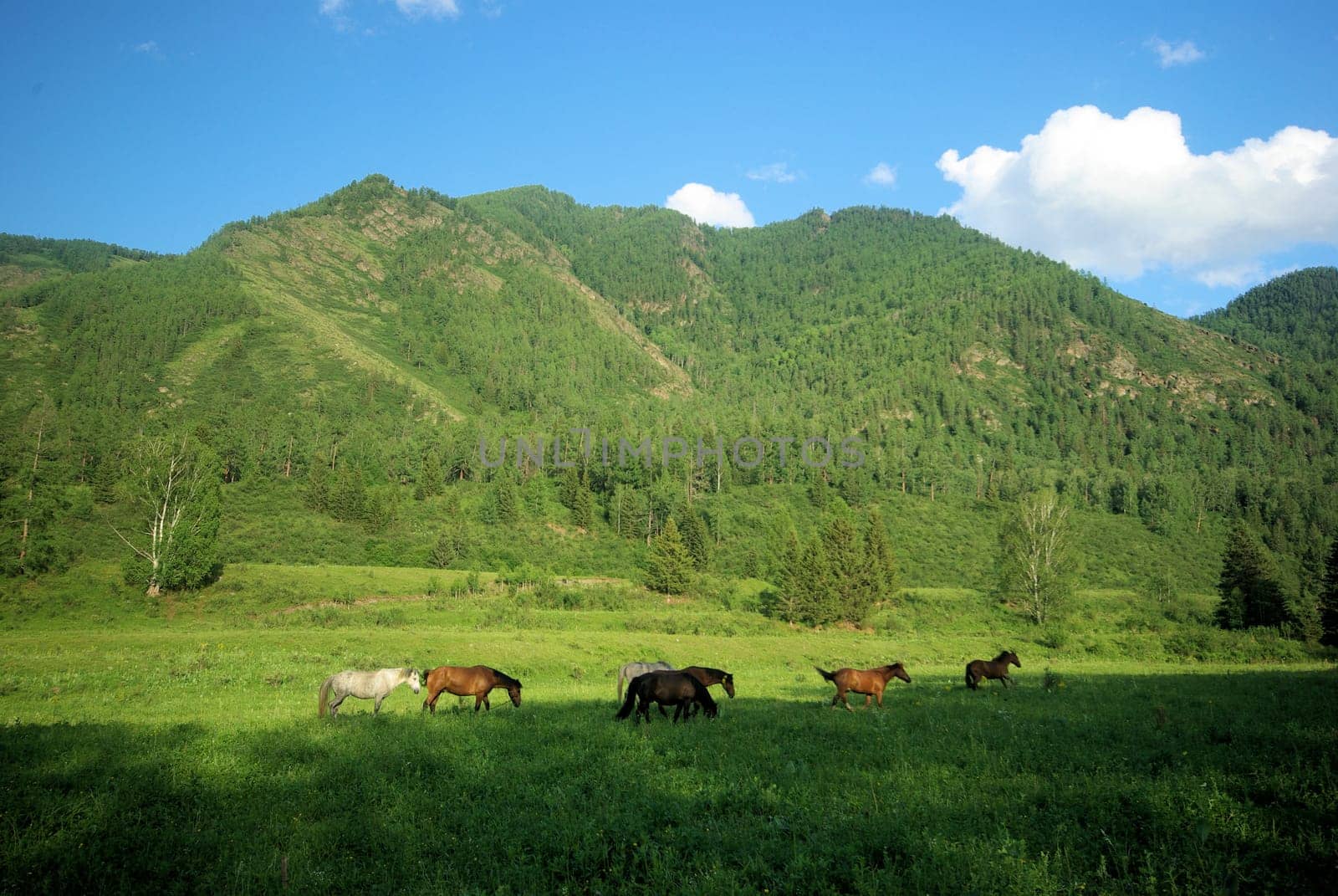 Horse among green grass in nature. Brown horse. Grazing horses in the village.