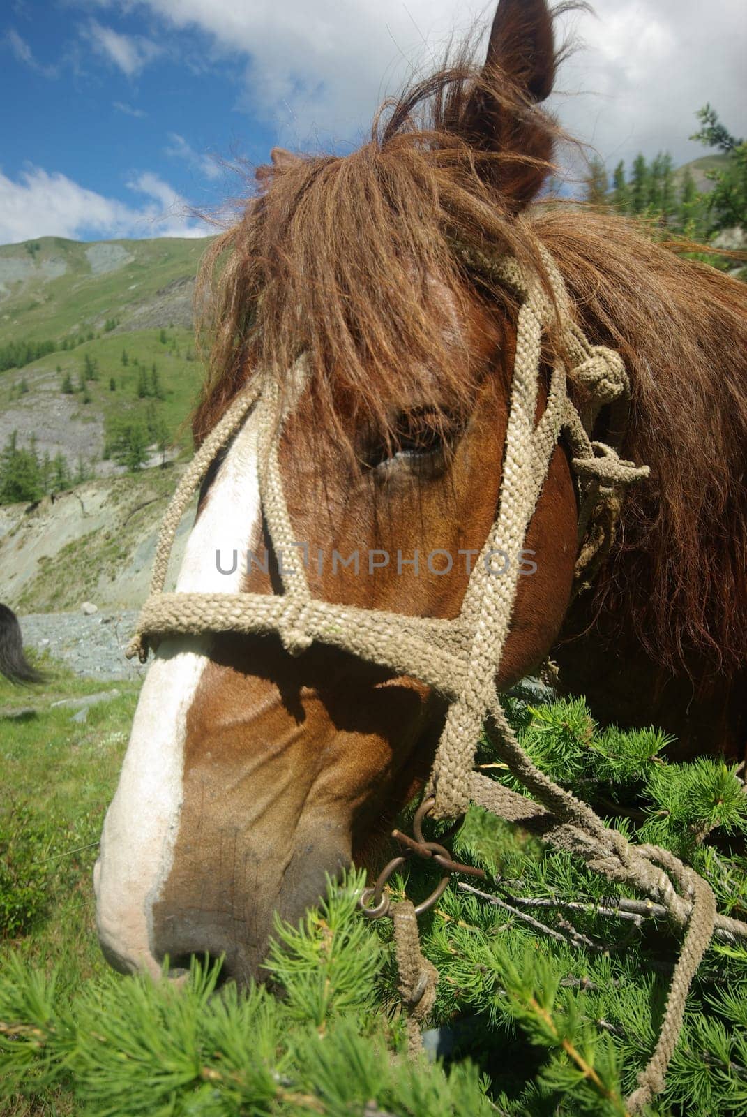 Horse among green grass in nature. Brown horse. Grazing horses in the village.