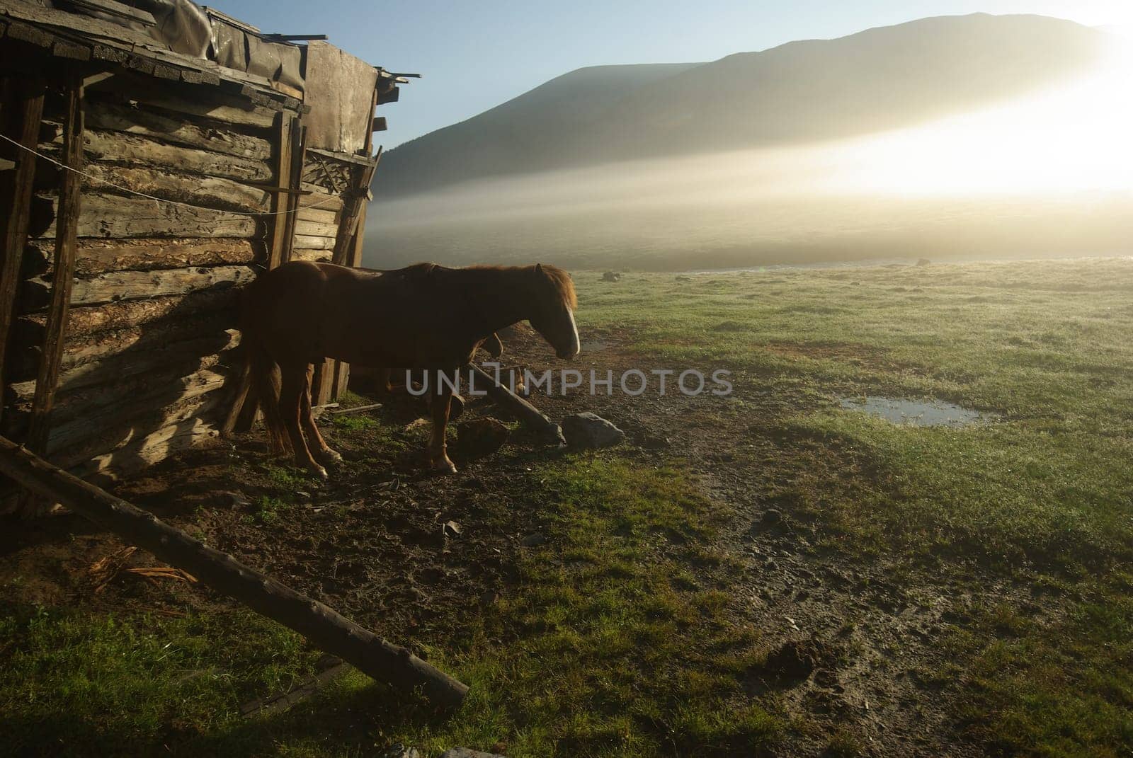 Horse among green grass in nature. Brown horse. Grazing horses in the village.