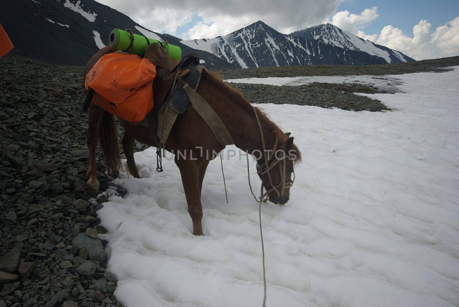 Horse among green grass in nature. Brown horse. Grazing horses in the village.