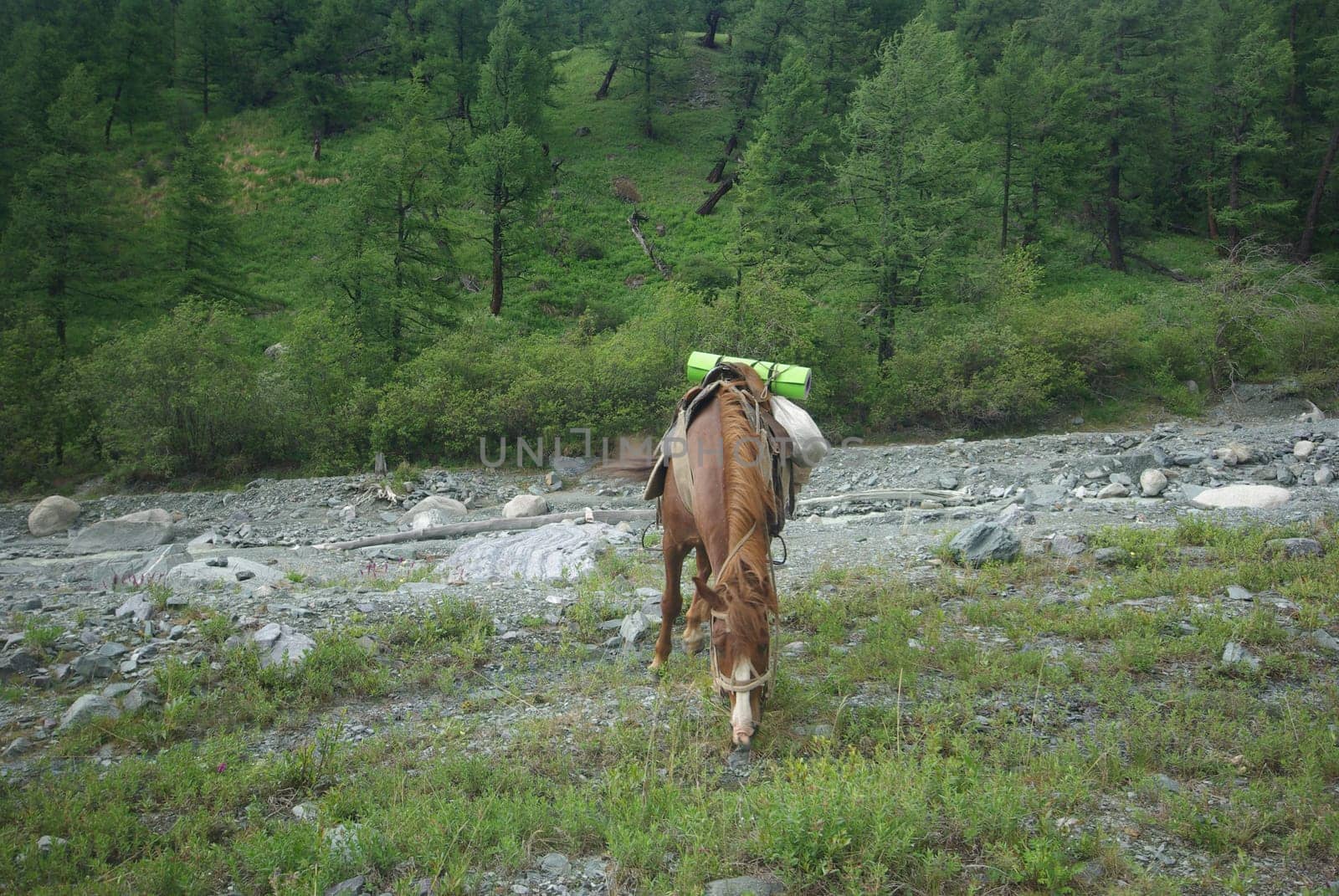 Horse among green grass in nature. Brown horse. Grazing horses in the village.