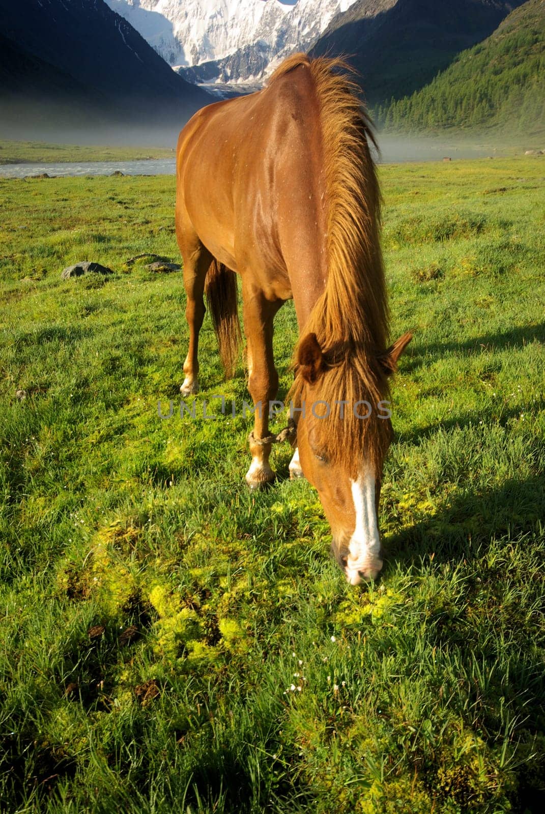 Horse among green grass in nature. Brown horse. Grazing horses in the village.