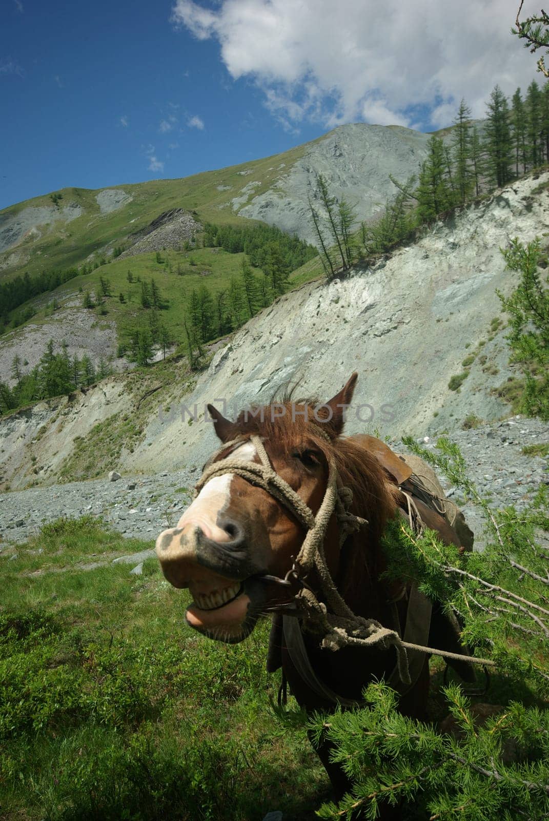 Horse among green grass in nature. Brown horse. Grazing horses in the village.