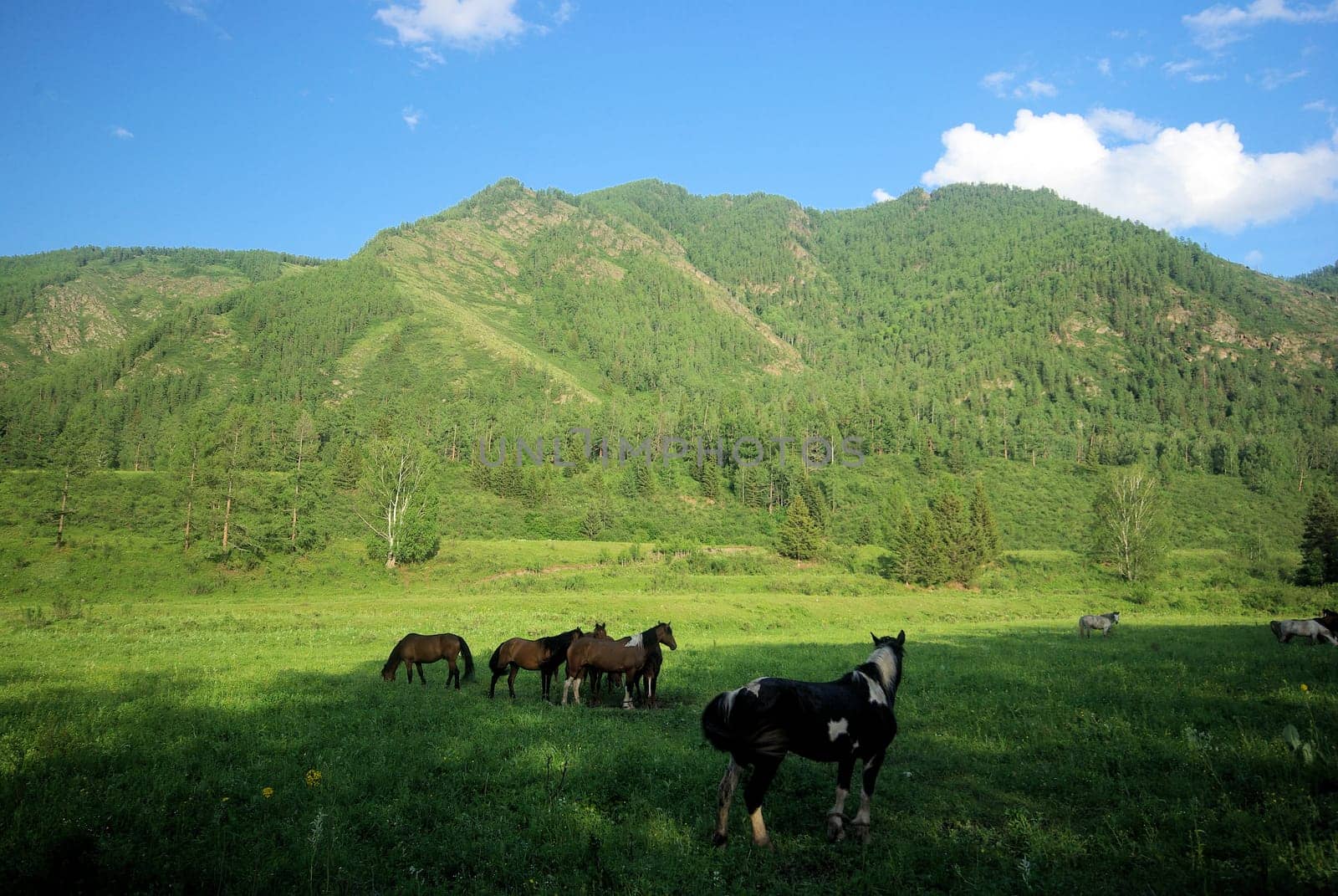 Horse among green grass in nature. Brown horse. Grazing horses in the village.