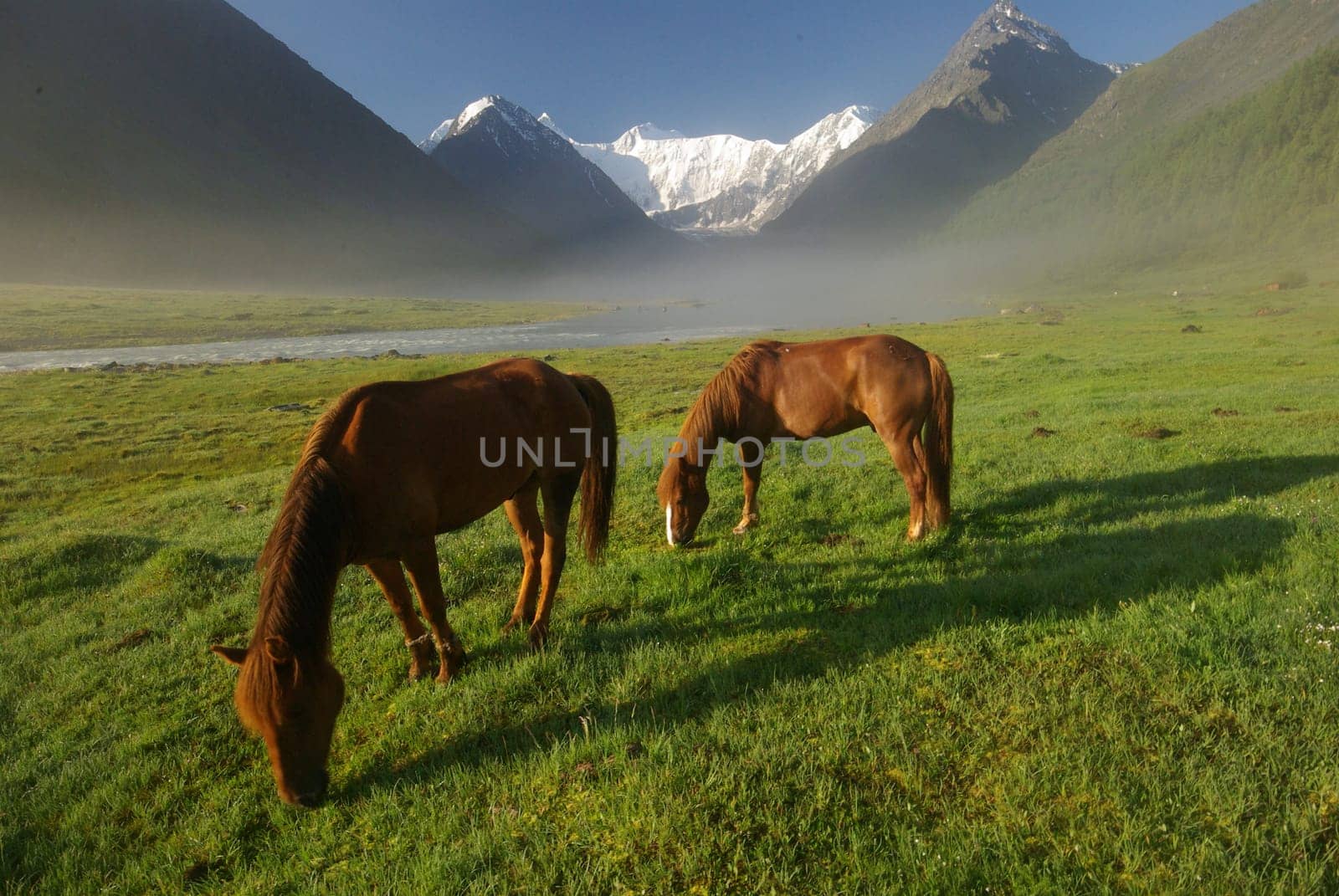 Horse among green grass in nature. Brown horse. Grazing horses in the village.