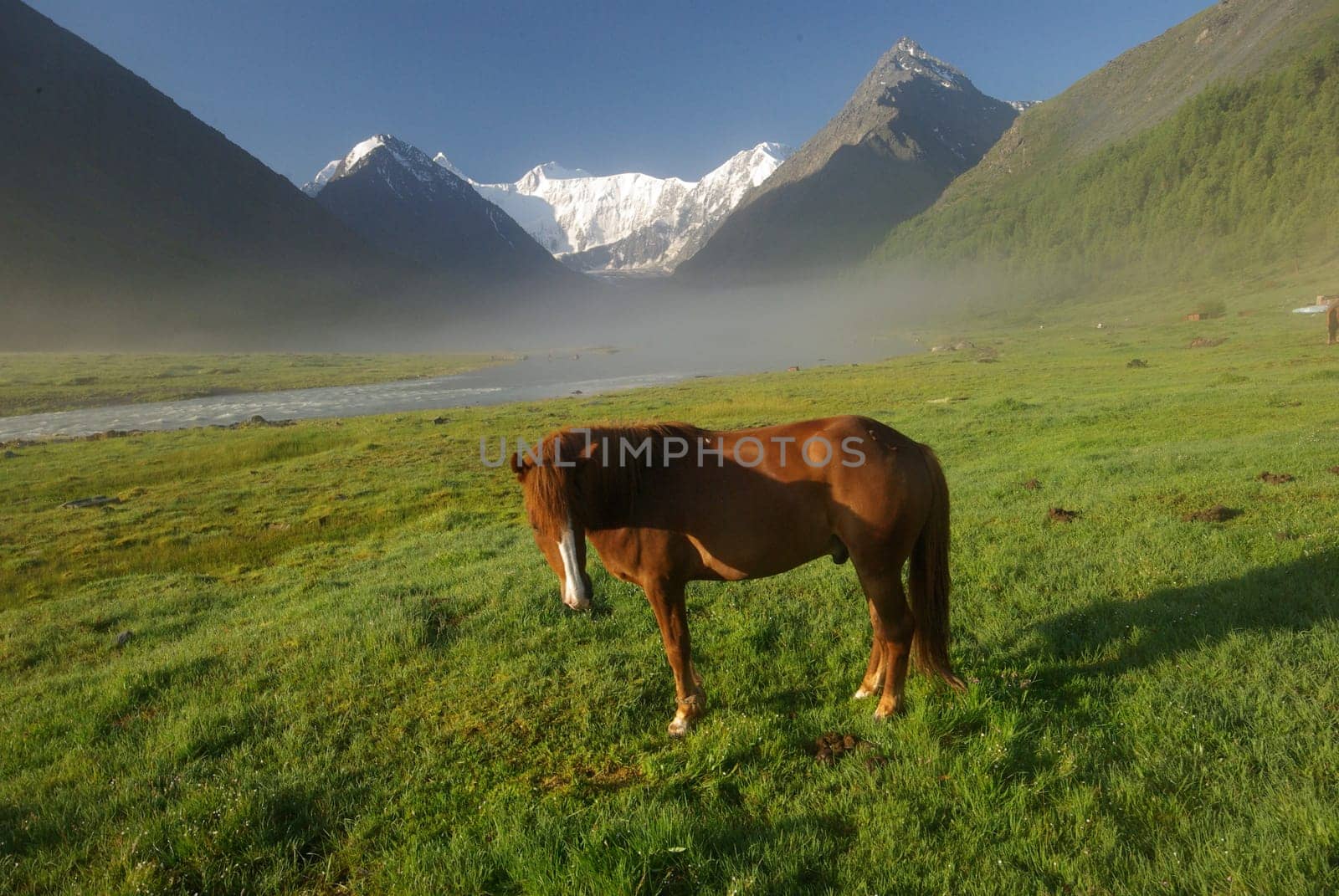 Horse among green grass in nature. Brown horse. Grazing horses in the village.