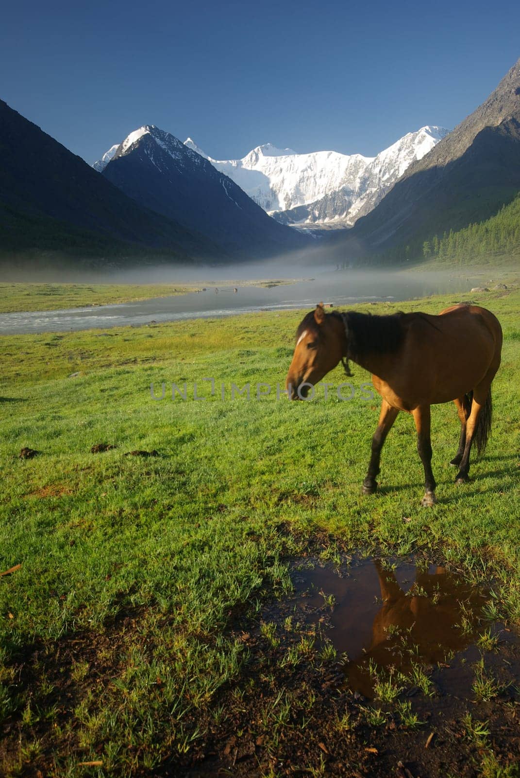 Horse among green grass in nature. Brown horse. Grazing horses in the village.