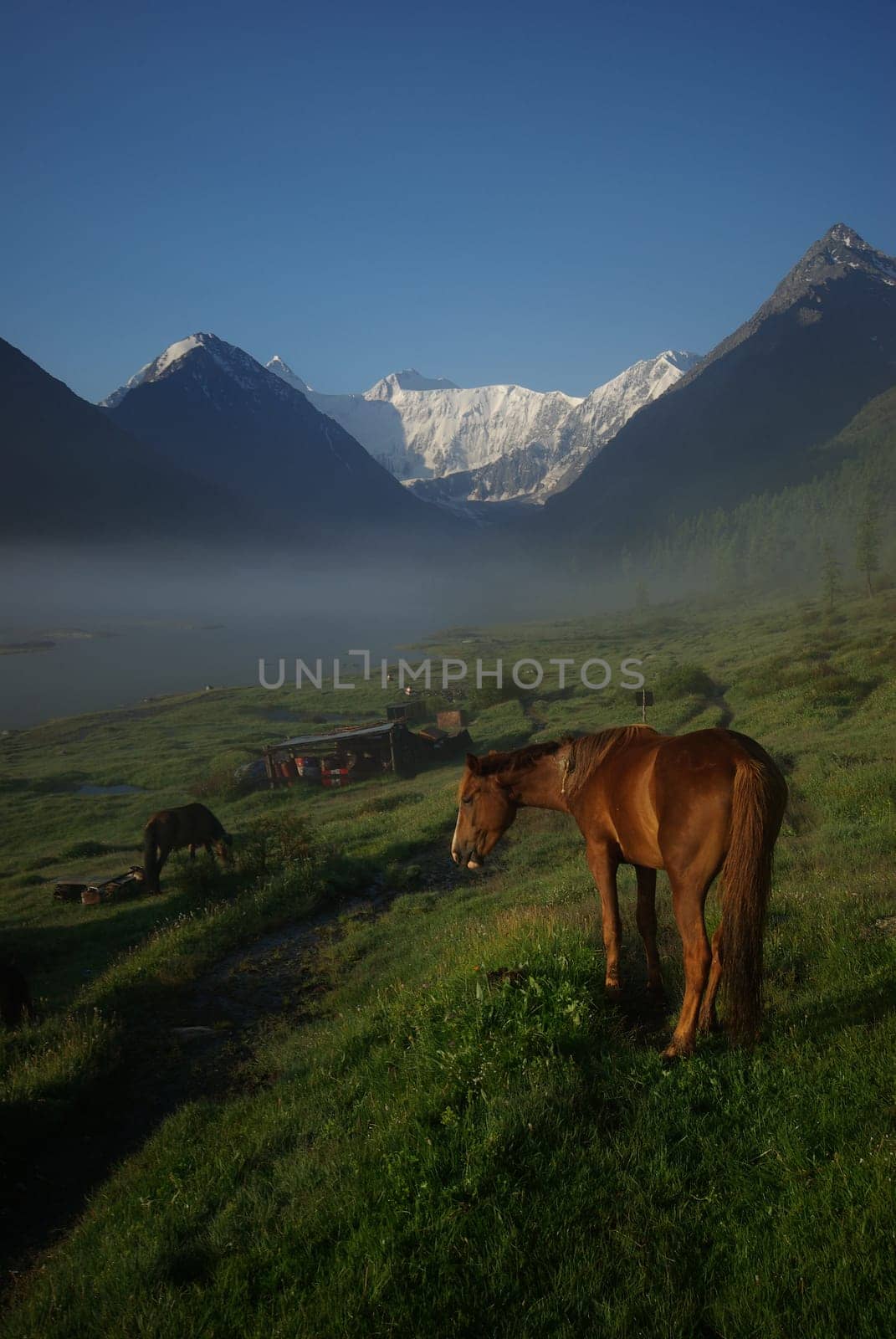 Horse among green grass in nature. Brown horse. Grazing horses in the village.