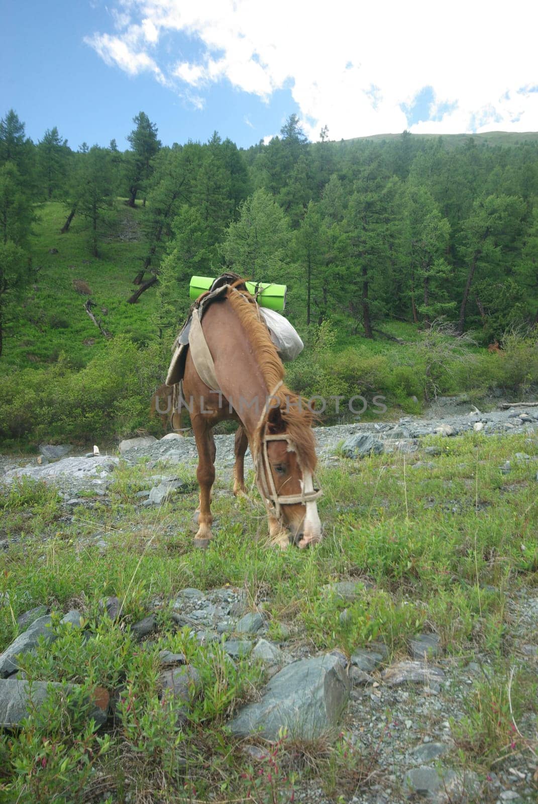 Horse among green grass in nature. Brown horse. Grazing horses in the village.