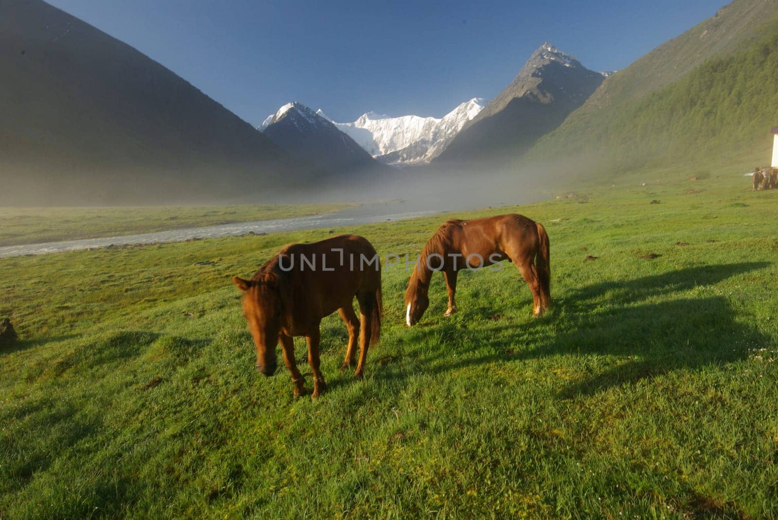 Horse among green grass in nature. Brown horse. Grazing horses in the village.
