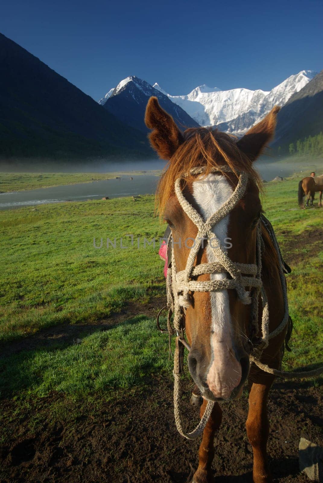 Horse among green grass in nature. Brown horse. Grazing horses in the village.