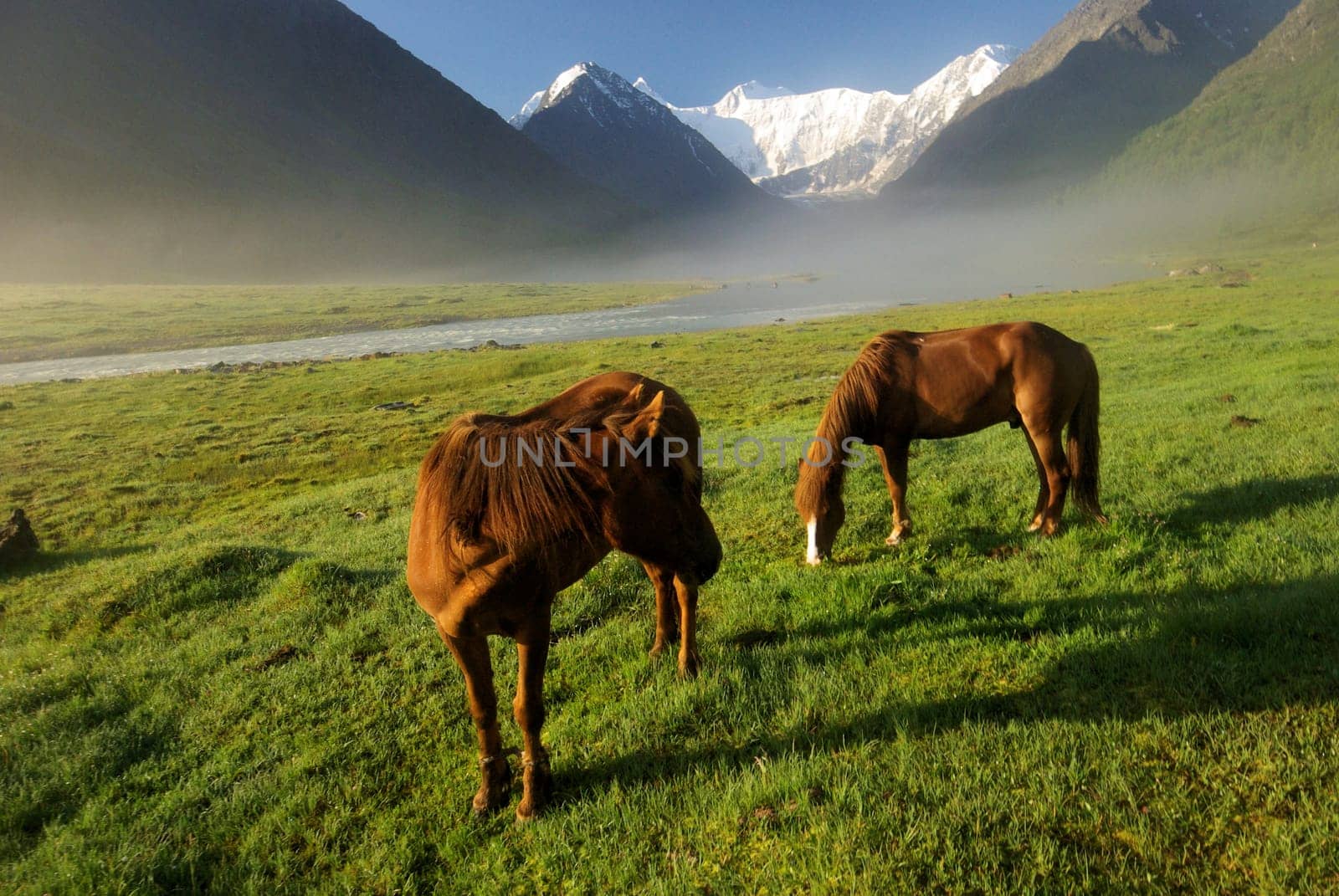 Horse among green grass in nature. Brown horse. Grazing horses in the village.