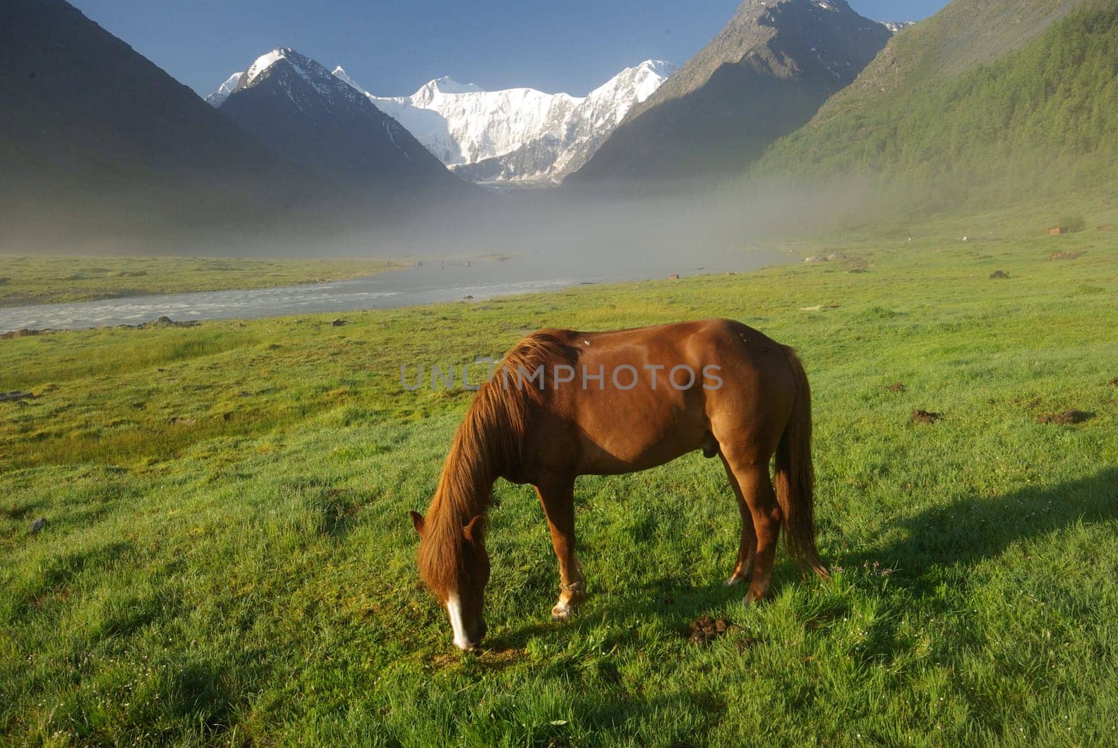 Horse among green grass in nature. Brown horse. Grazing horses in the village.