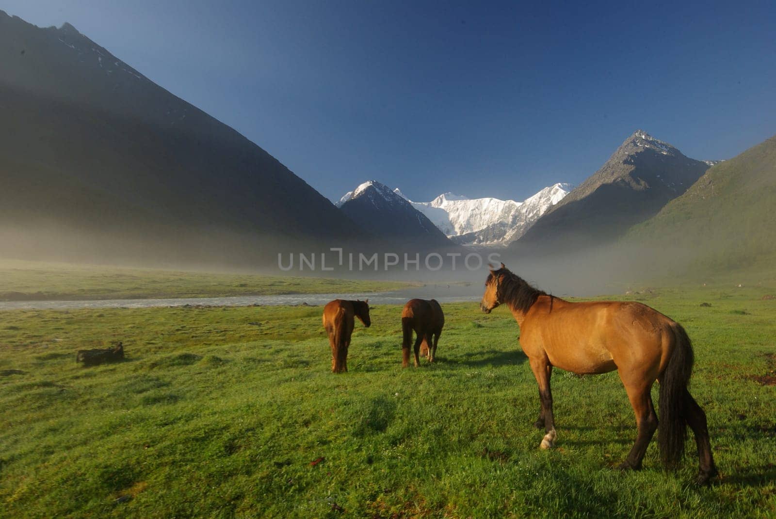 Horse among green grass in nature. Brown horse. Grazing horses in the village.