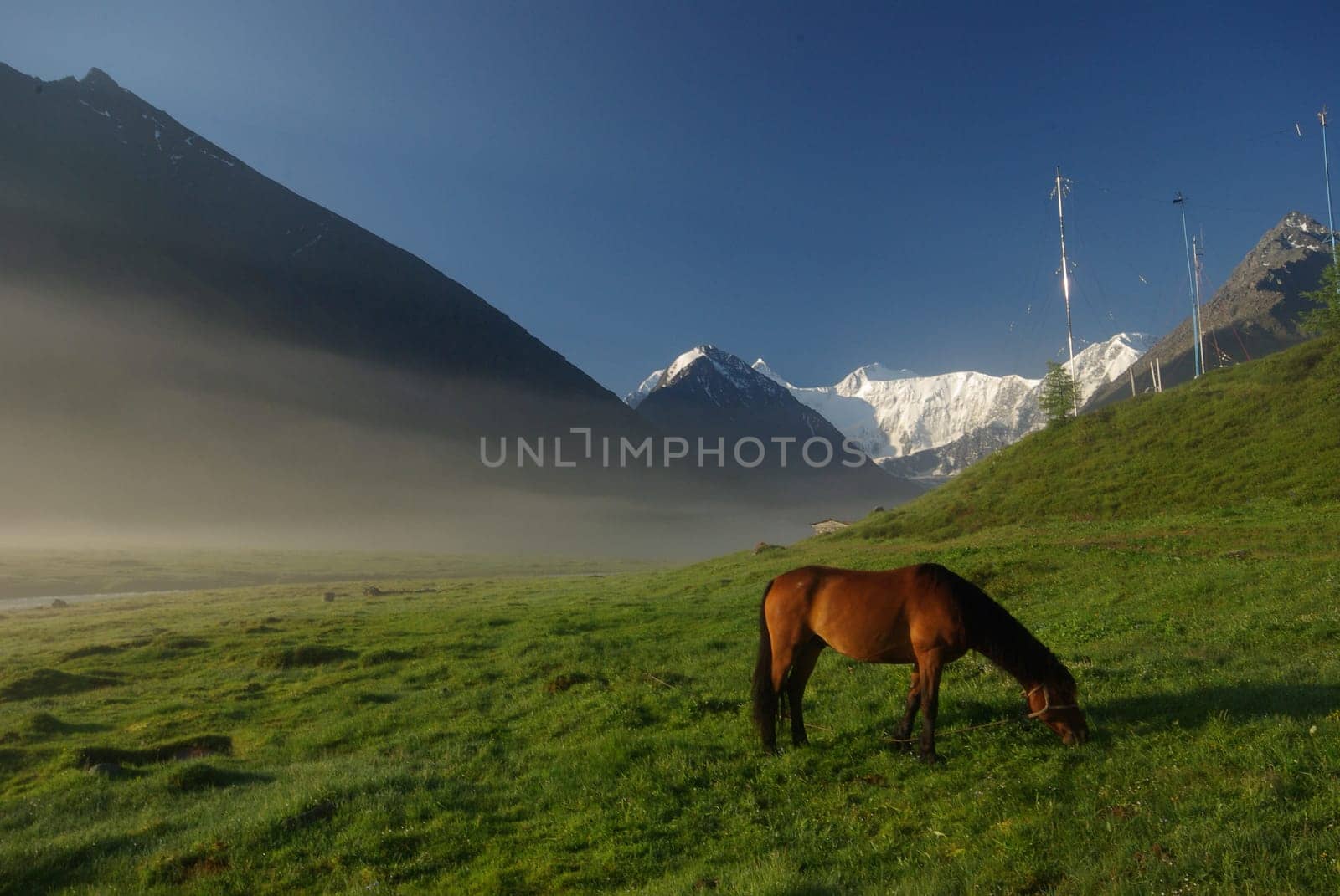 Horse among green grass in nature. Brown horse. Grazing horses in the village.