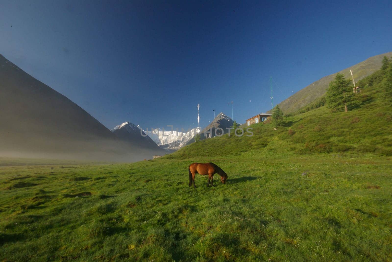 Horse among green grass in nature. Brown horse. Grazing horses in the village.