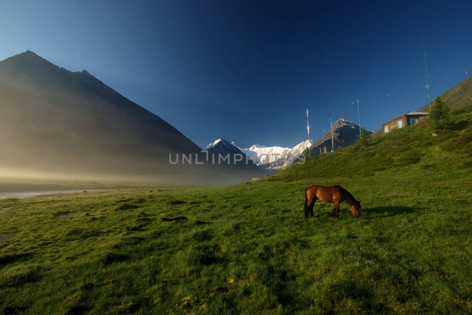 Horse among green grass in nature. Brown horse. Grazing horses in the village.